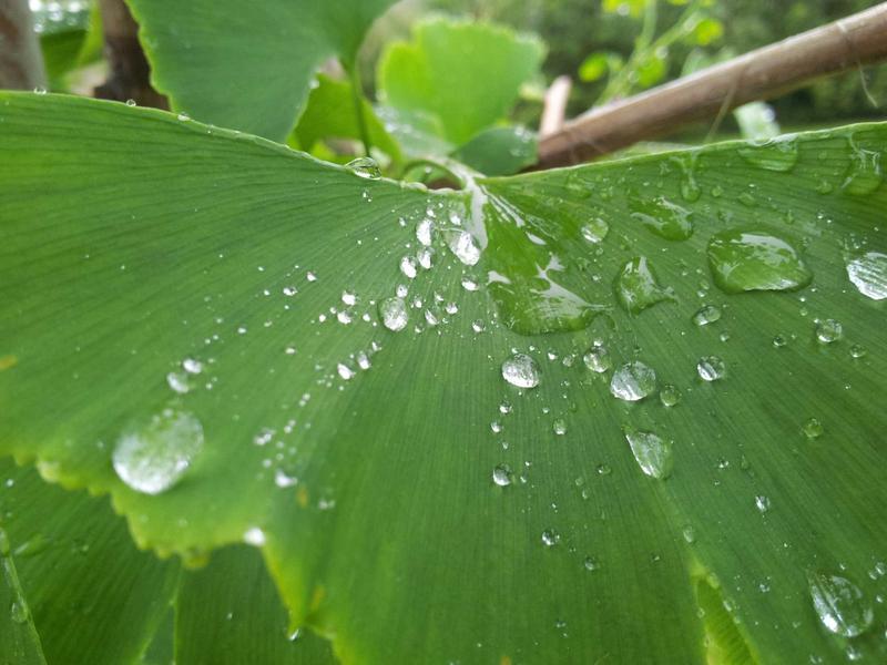 周末农夫<br>qyf5seag.cn 阳台种菜指南